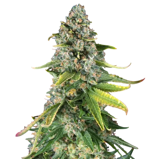 Skunk #1