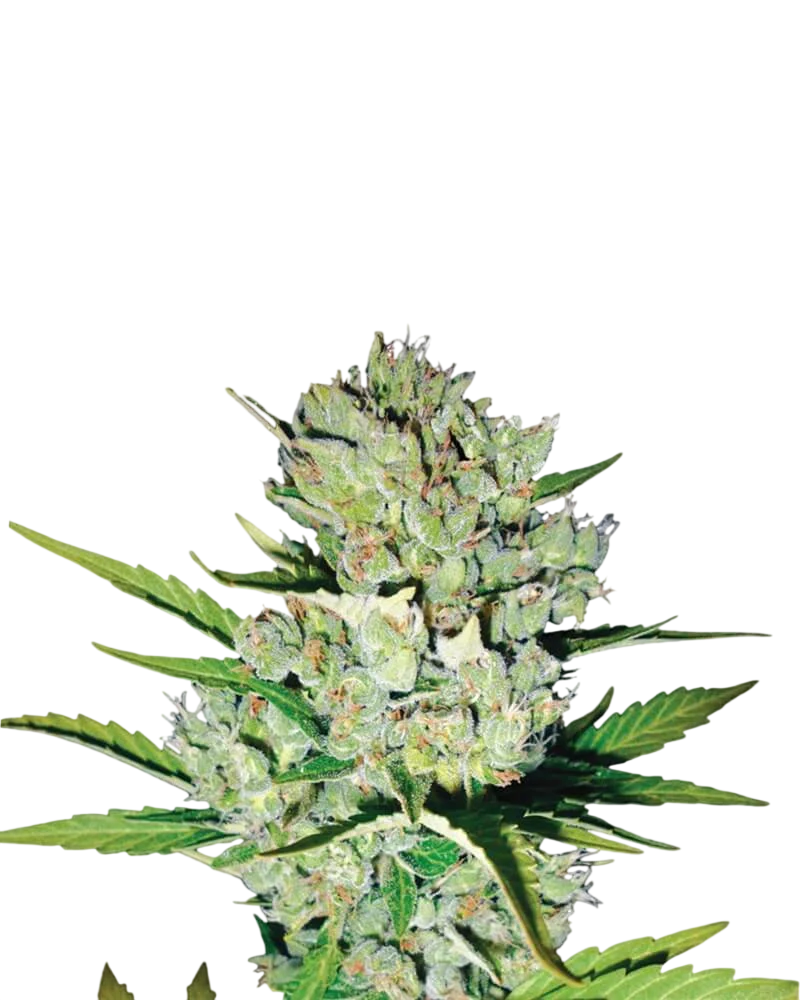 Skunk #1 Auto – Produktansicht