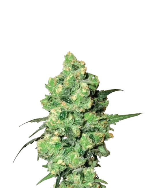 Skunk #1 – Produktansicht