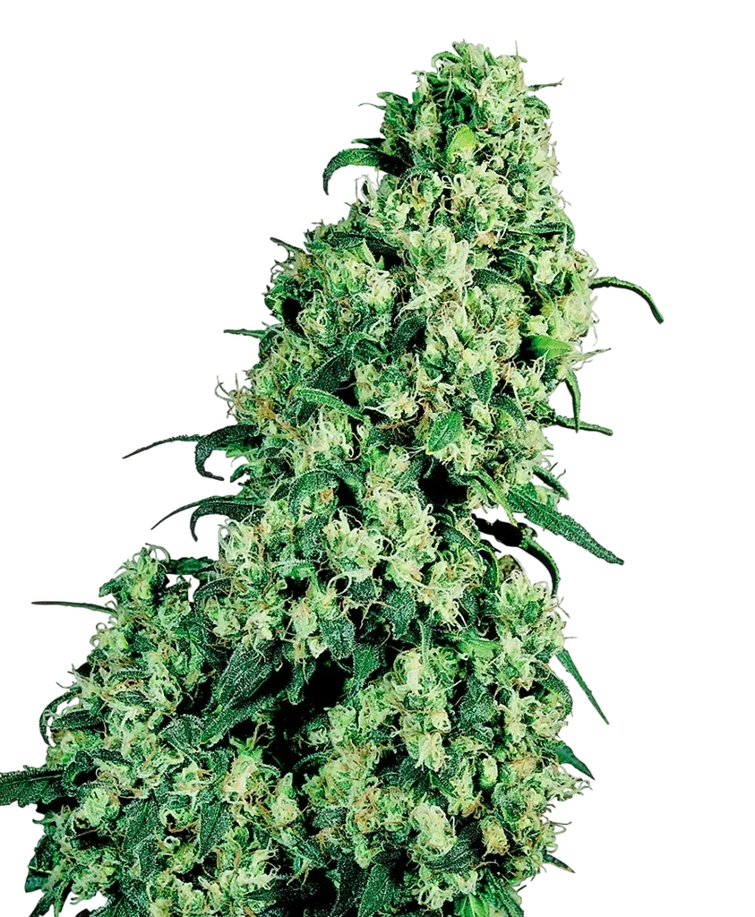 Skunk #1 – Produktansicht