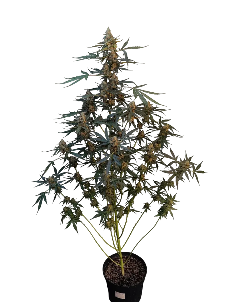 Original Northern Lights Auto – Produktansicht