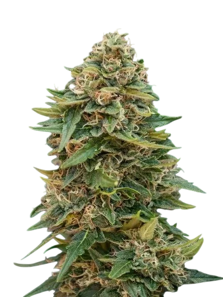 Skunk 47 Auto – Produktansicht