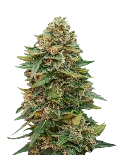 Skunk 47 Auto