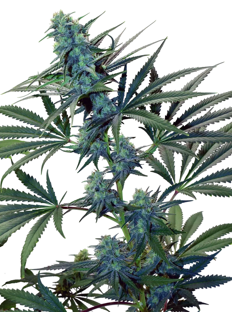 Skunk Haze – Produktansicht