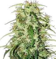 Skunk Haze