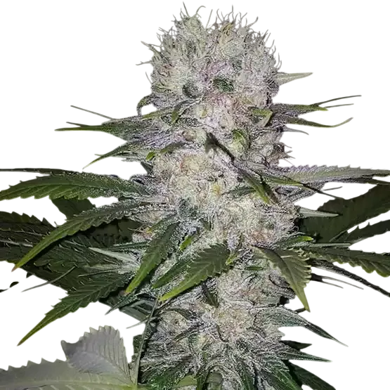 Skunk Hero RBX1 | PHOTOFEM | Ethos Genetics