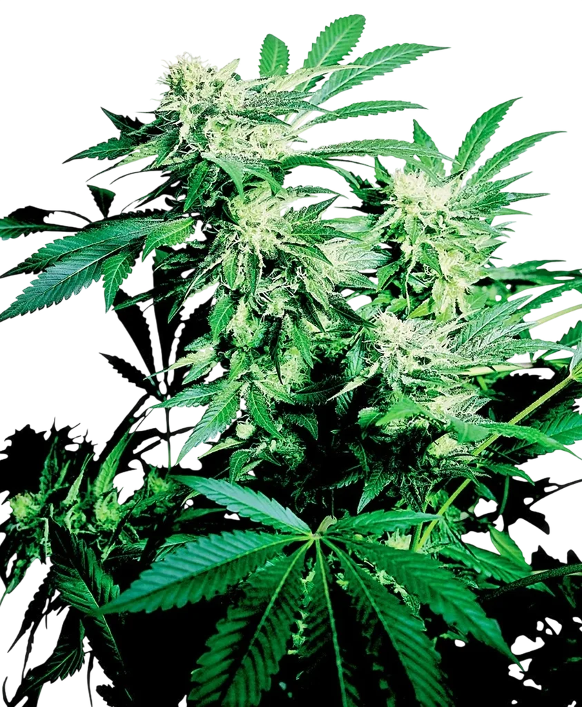 Skunk Kush – Produktansicht