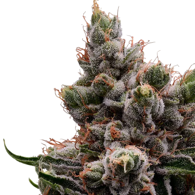 Skywalker 78 – Produktansicht