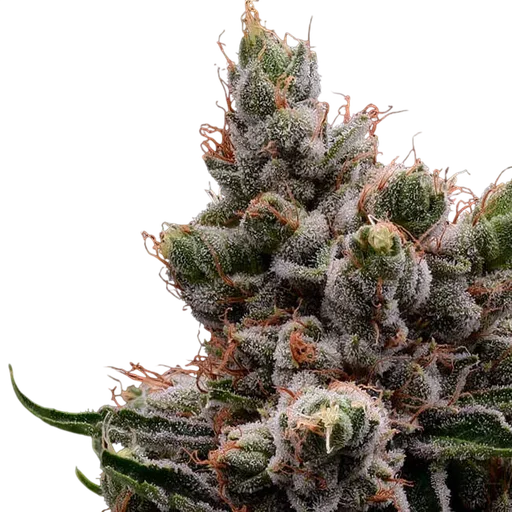 Skywalker 78