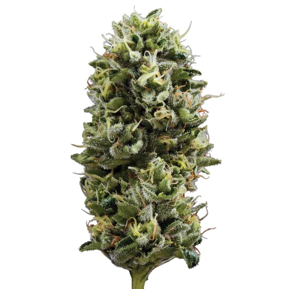 Snack Pack | PHOTOFEM | DNA Genetics
