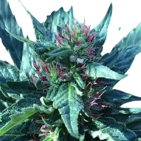 Snowcap – Produktansicht