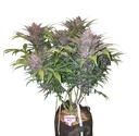 Blackberry Auto | AUTOFEM | Fast Buds