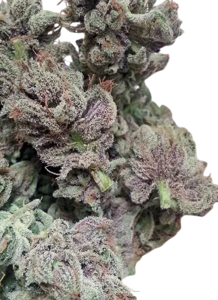SoCal Master Kush – Produktansicht