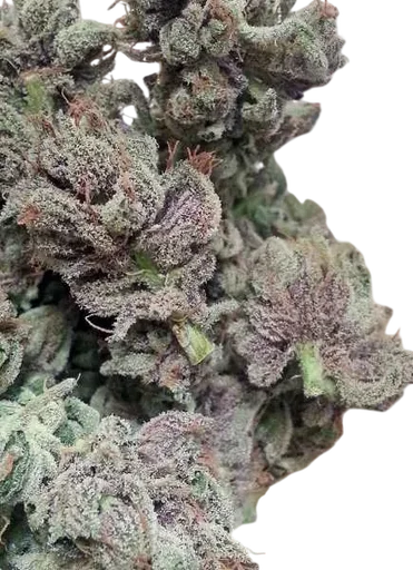 SoCal Master Kush