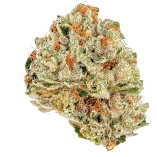 Socrates Sour