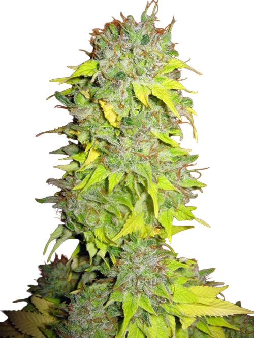 Somango – Produktansicht