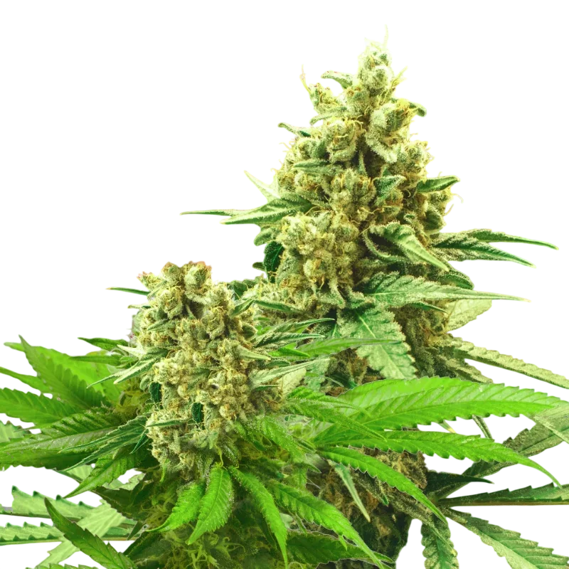 Somango XXL | PHOTOFEM | Nirvana Seeds