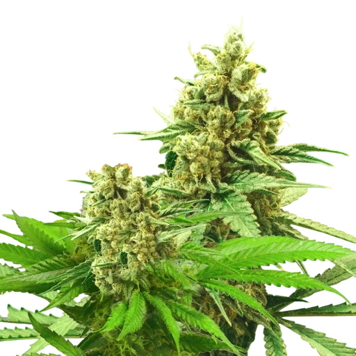 Somango XXL