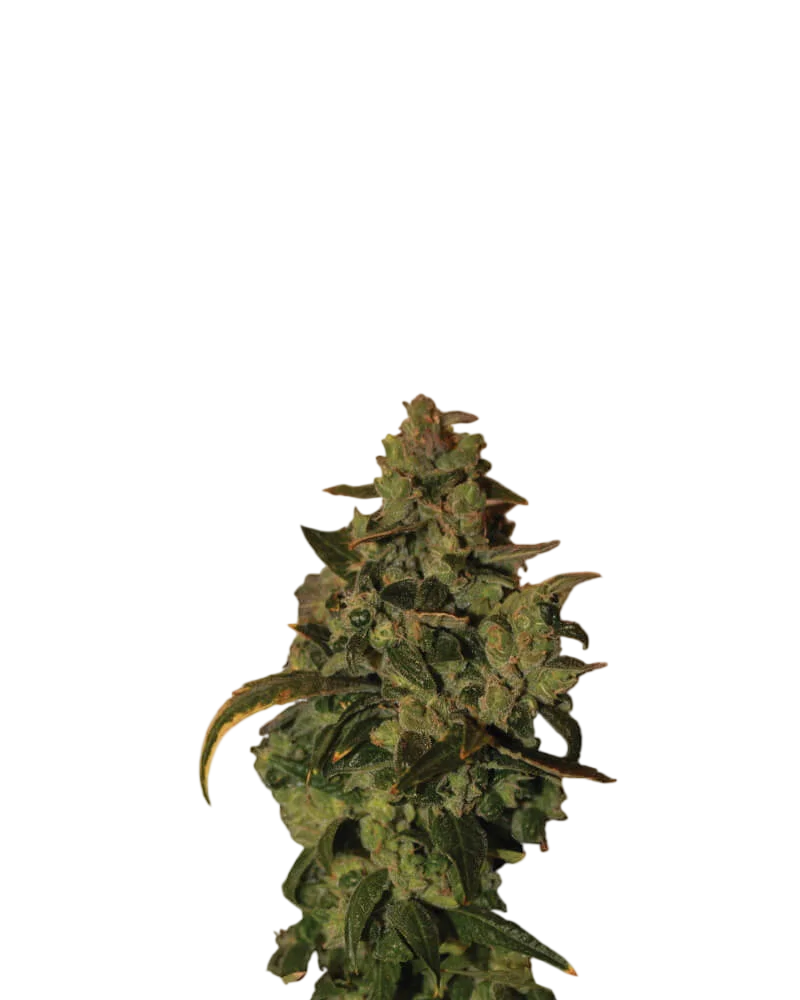 Somango XXL Auto – Produktansicht