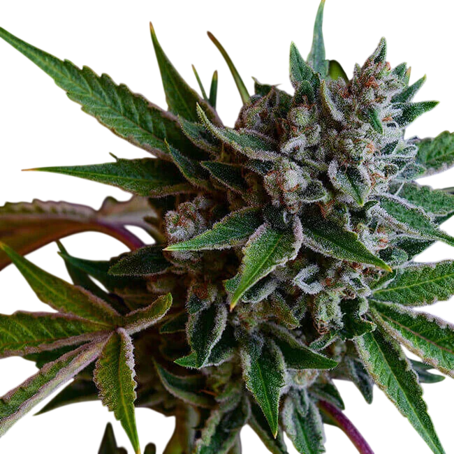 Sour Affie – Produktansicht