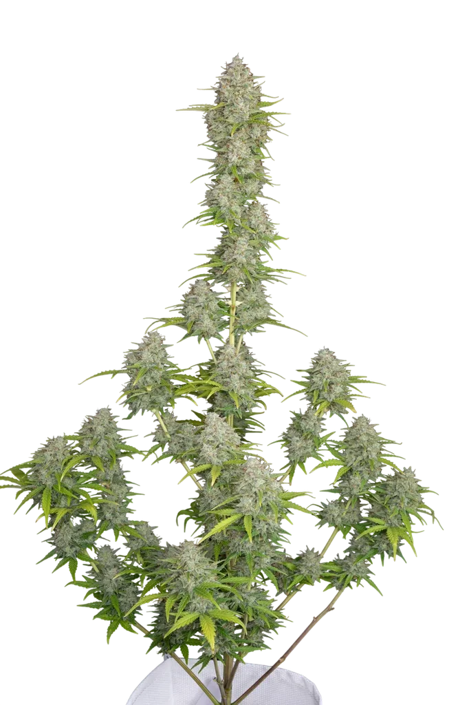 Orange Sherbet Auto – Produktansicht