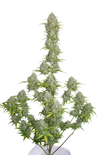 Orange Sherbet Auto