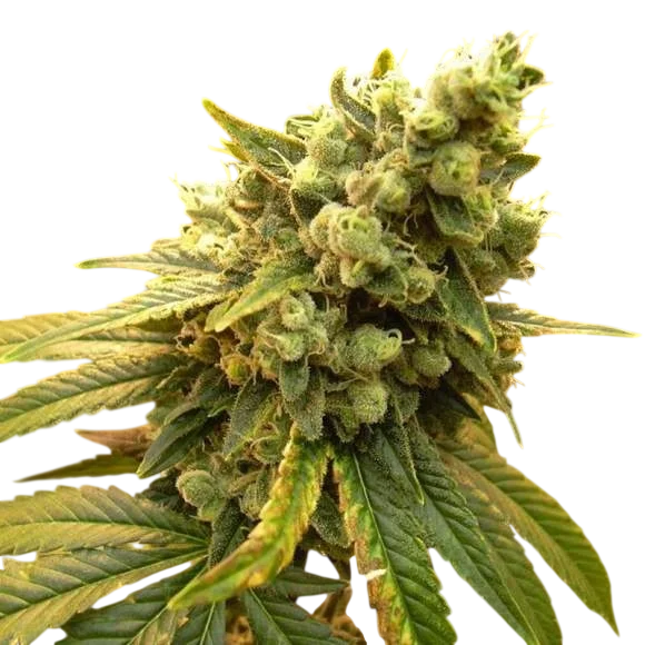 Sour Diesel – Produktansicht