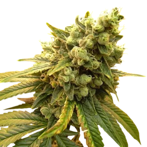 Sour Diesel