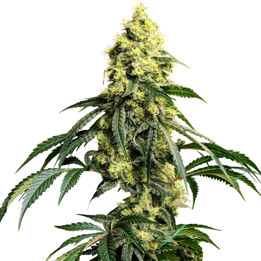 Sour G R1 | PHOTOFEM | Ethos Genetics