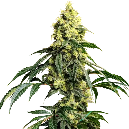 Sour G R1