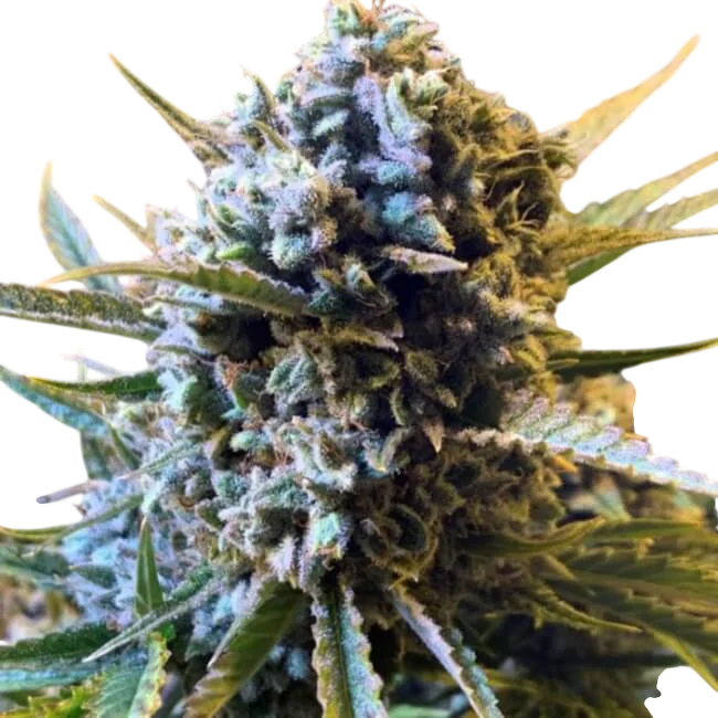 Sour Krout Auto – Produktansicht