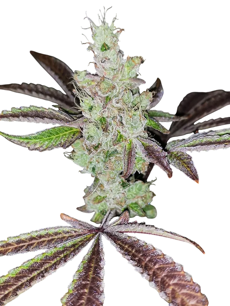Sour Kuntz – Produktansicht