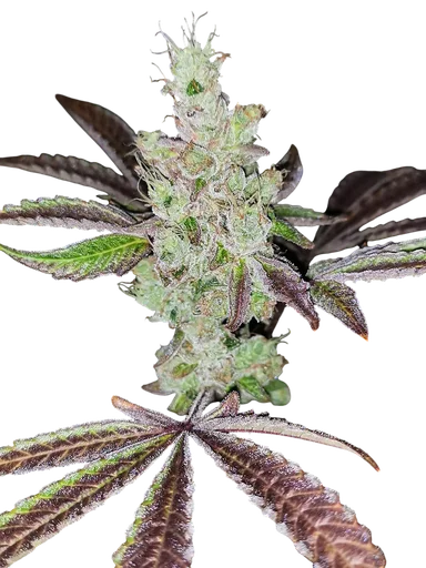Sour Kuntz
