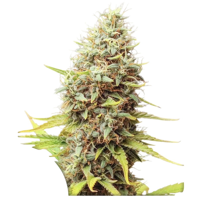 Sour Tangie Dawg – Produktansicht