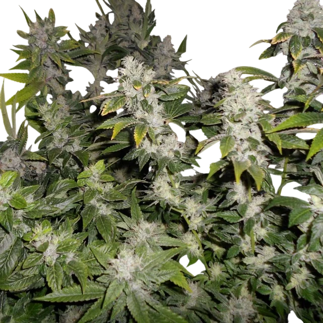 Sour Walker – Produktansicht