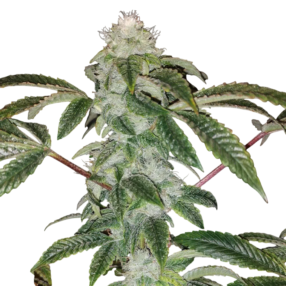 Sowah Sherbert – Produktansicht