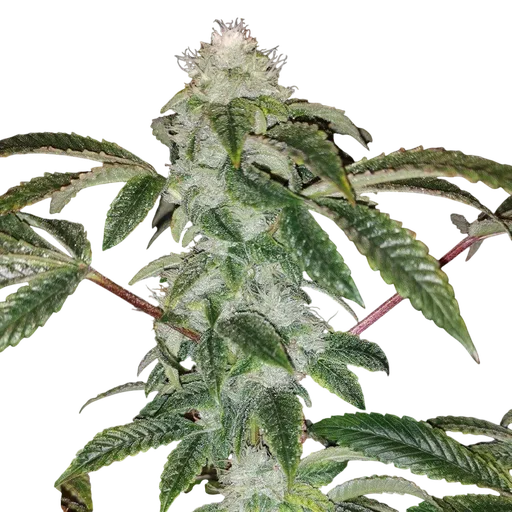 Sowah Sherbert