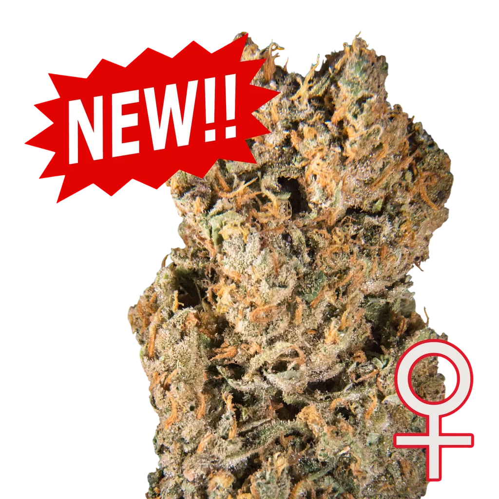 Space Mango Auto – Produktansicht