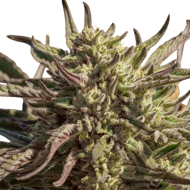 Space Panda | PHOTOFEM | Atlas Seed