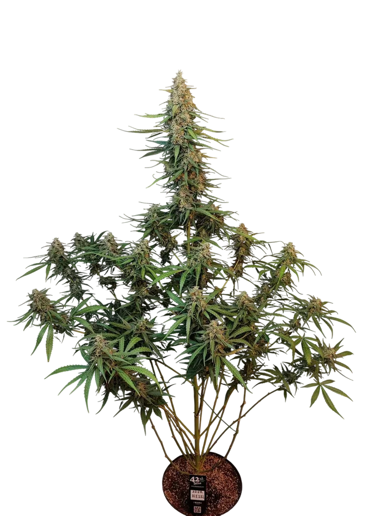 Original Sour Diesel Auto – Produktansicht