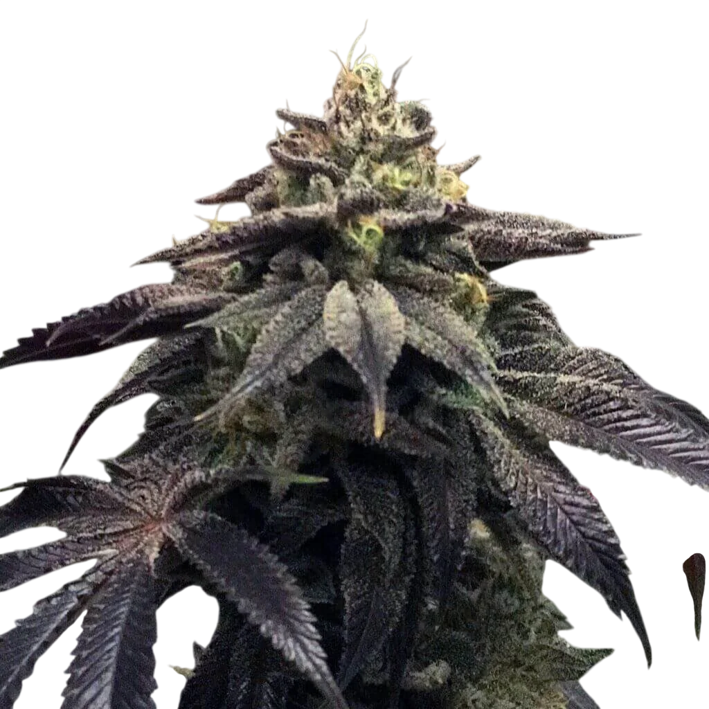 StarCake – Produktansicht