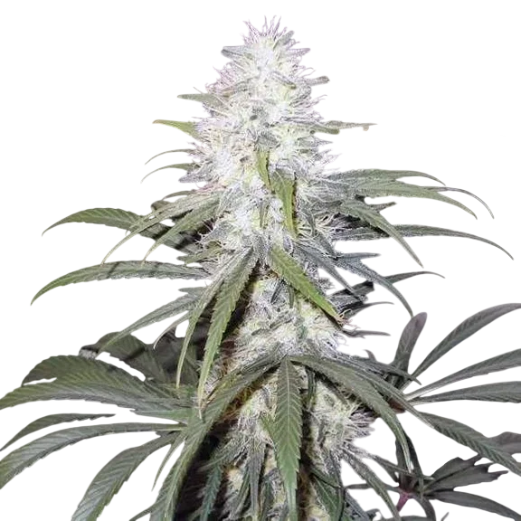 Sterling Haze – Produktansicht