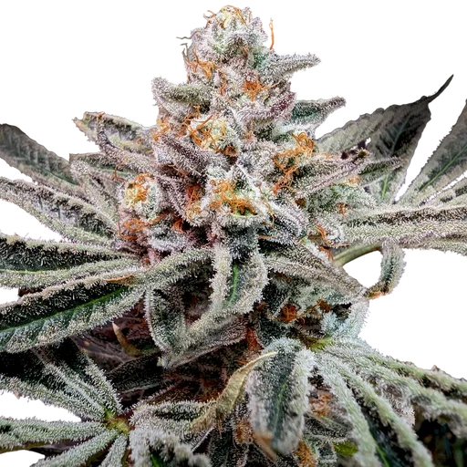 Sticky Glove