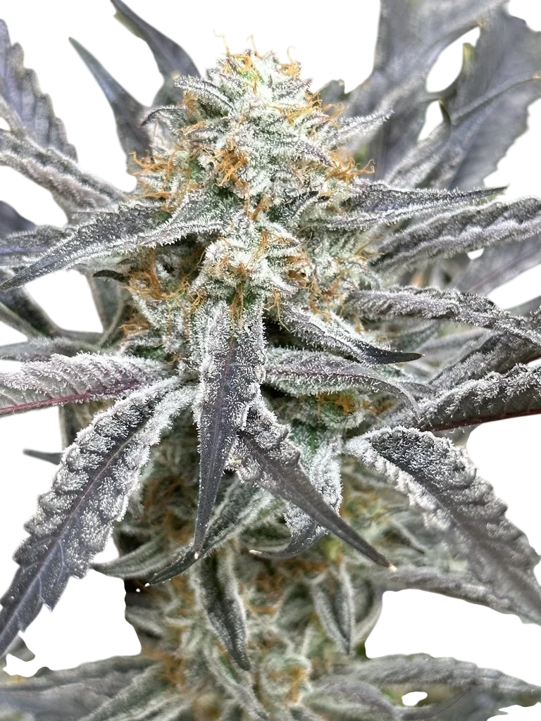 Strawberry Cadillac – Produktansicht
