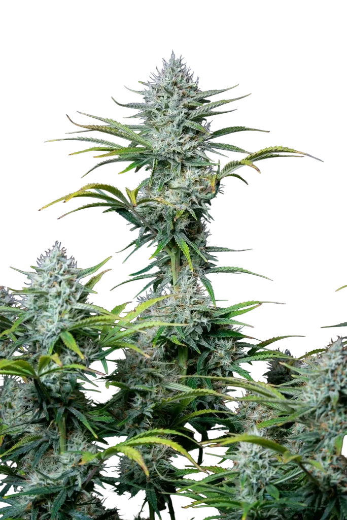 Original White Widow Auto – Produktansicht