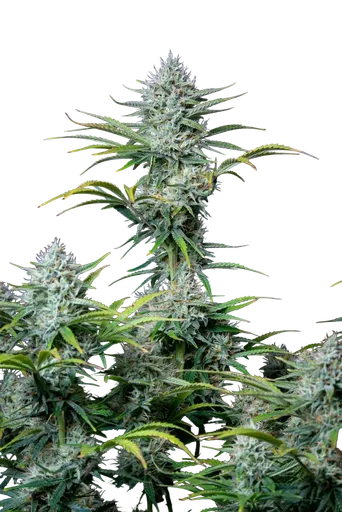 Original White Widow Auto