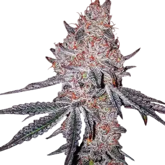 Strawberry Cookies OG R1 – Produktansicht