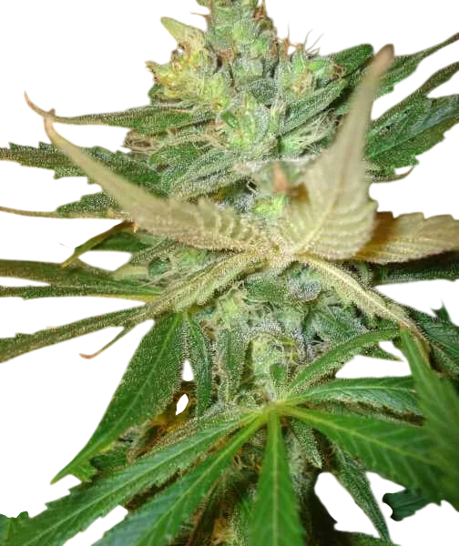 Strawberry Cough – Produktansicht