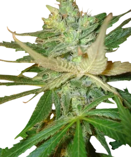 Strawberry Cough