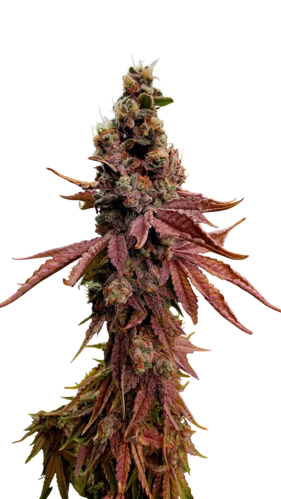 Strawberry Gambino – Produktansicht